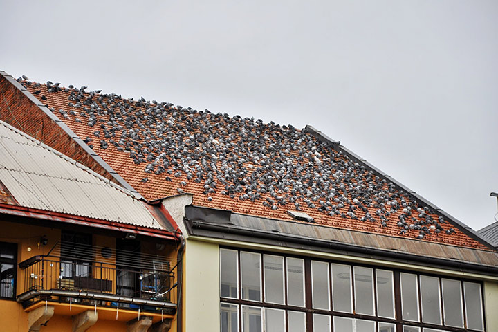 A2B Pest Control are able to install spikes to deter birds from roofs in Lytham St Annes. 