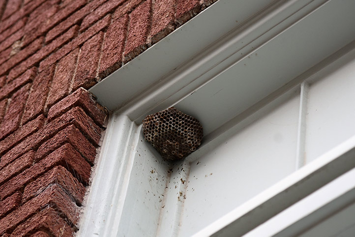 We provide a wasp nest removal service for domestic and commercial properties in Lytham St Annes.